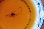 初代昌泰号復刻品 写真:プーアル茶のお茶の色