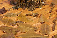 Original Changtaihao Copy Puer Tea photo:Infused tea leaf