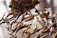 茗間時易昌號野生古樹茶蛮磚 写真:プーアル茶葉底