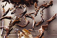 茗間時易昌號野生古樹茶孟海 写真:プーアル茶葉底