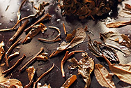 茗間時易昌號野生古樹茶金竹 写真:プーアル茶葉底