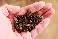 昌泰號 版納七子餅茶2004 写真:プーアール茶