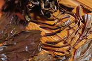 抱拙紅鉄 写真:プーアル茶葉底
