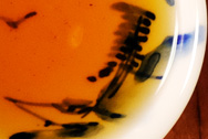 孟海茶磚651 写真:プーアル茶のお茶の色