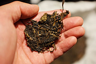 易昌號易武七子餅茶珍品 写真:プーアール茶の茶葉裏面