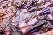 国艶境界紫芽 写真:プーアル茶葉底