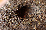大益茶 7532 写真:プーアール茶の茶葉裏面