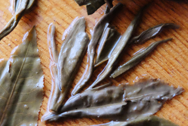 俊昌號生茶 写真:プーアル茶葉底