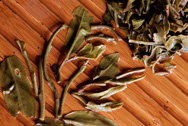 Xiaguan Spring tea budsFirst class photo:Infused tea leaf