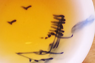 蔵茶 康磚 写真:プーアル茶のお茶の色