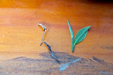 一芽二葉の生茶葉と晒青毛茶の写真