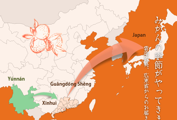 柑橘に包まれたプーアル茶、柑普茶。